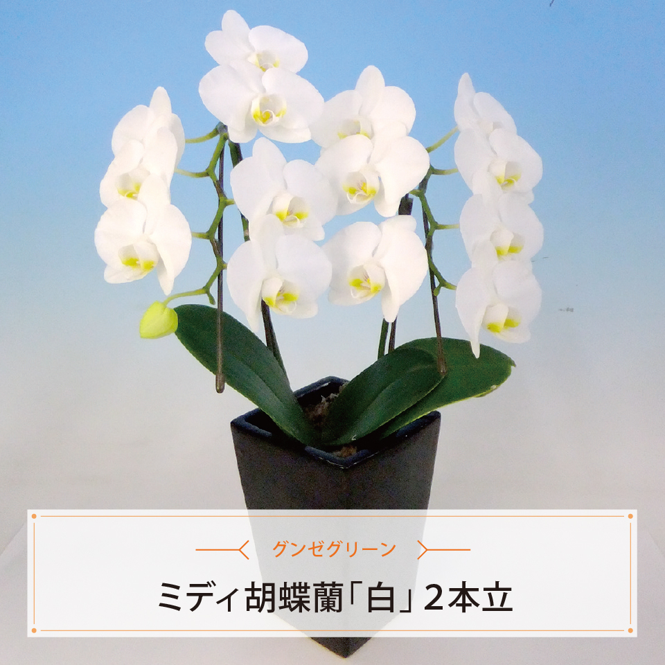ミディ胡蝶蘭「白」２本立