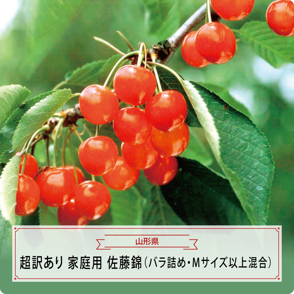 超訳あり家庭用　佐藤錦（バラ詰め・Ｍサイズ以上混合）