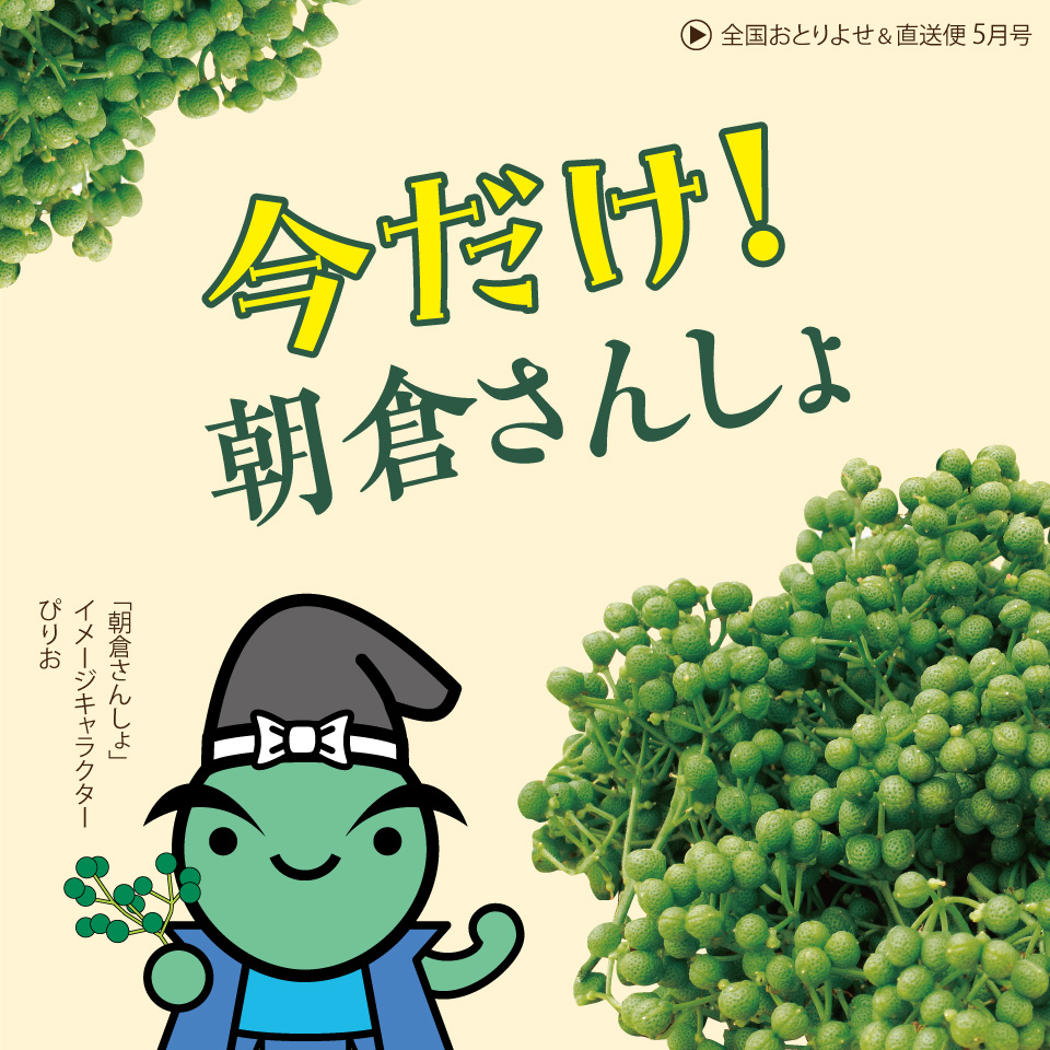今だけ！朝倉さんしょ