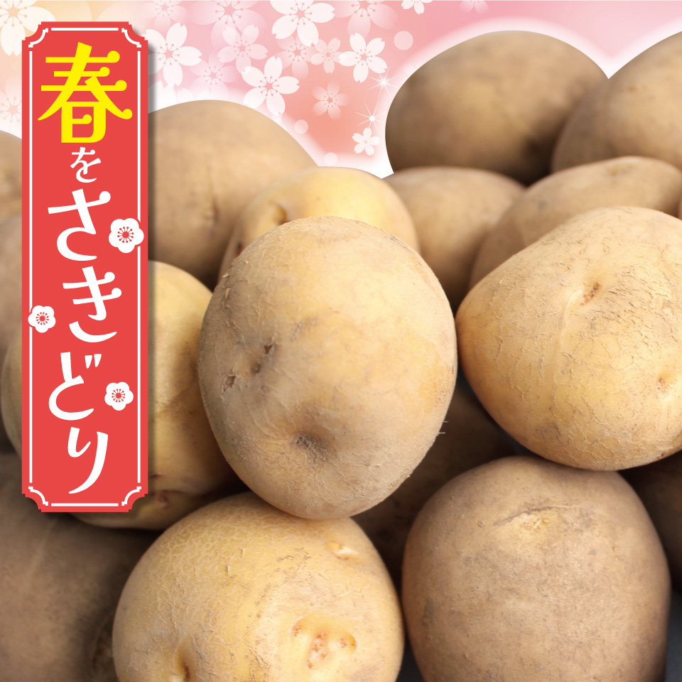 春をさきどり