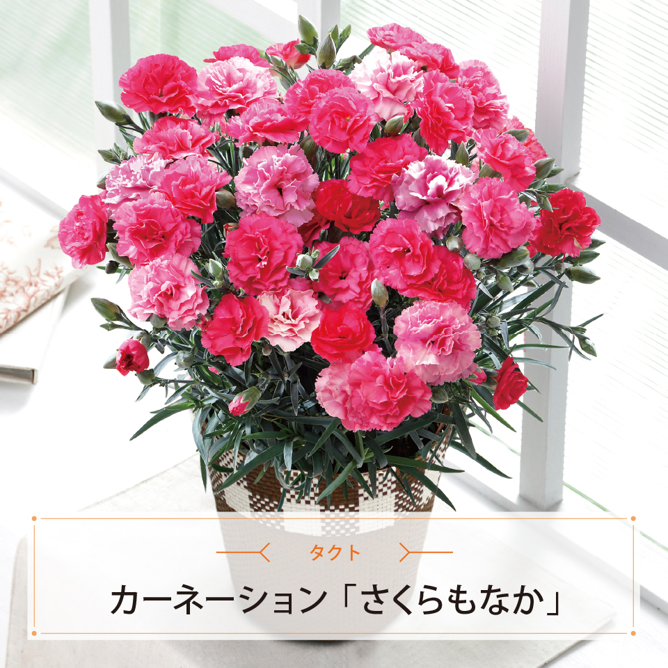 カーネーション「さくらもなか」