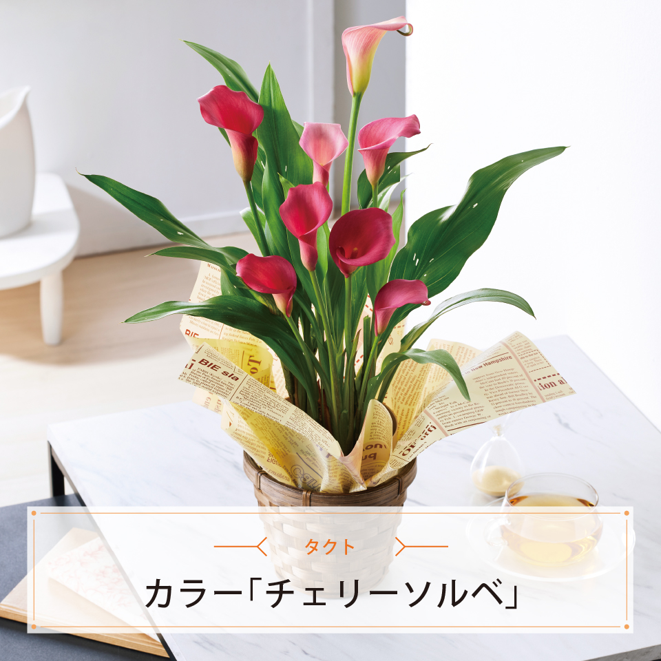 カラー「チェリーソルベ」