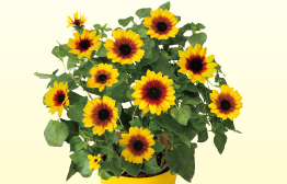 父の日のお花