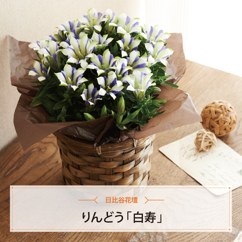 りんどう「白寿」