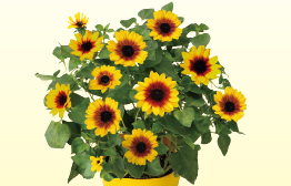 父の日のお花