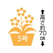 シマトネリコ 5寸