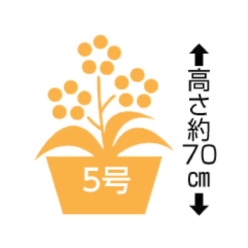 シマトネリコ 5寸
