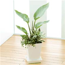 観葉植物寄せ植え ストレチア