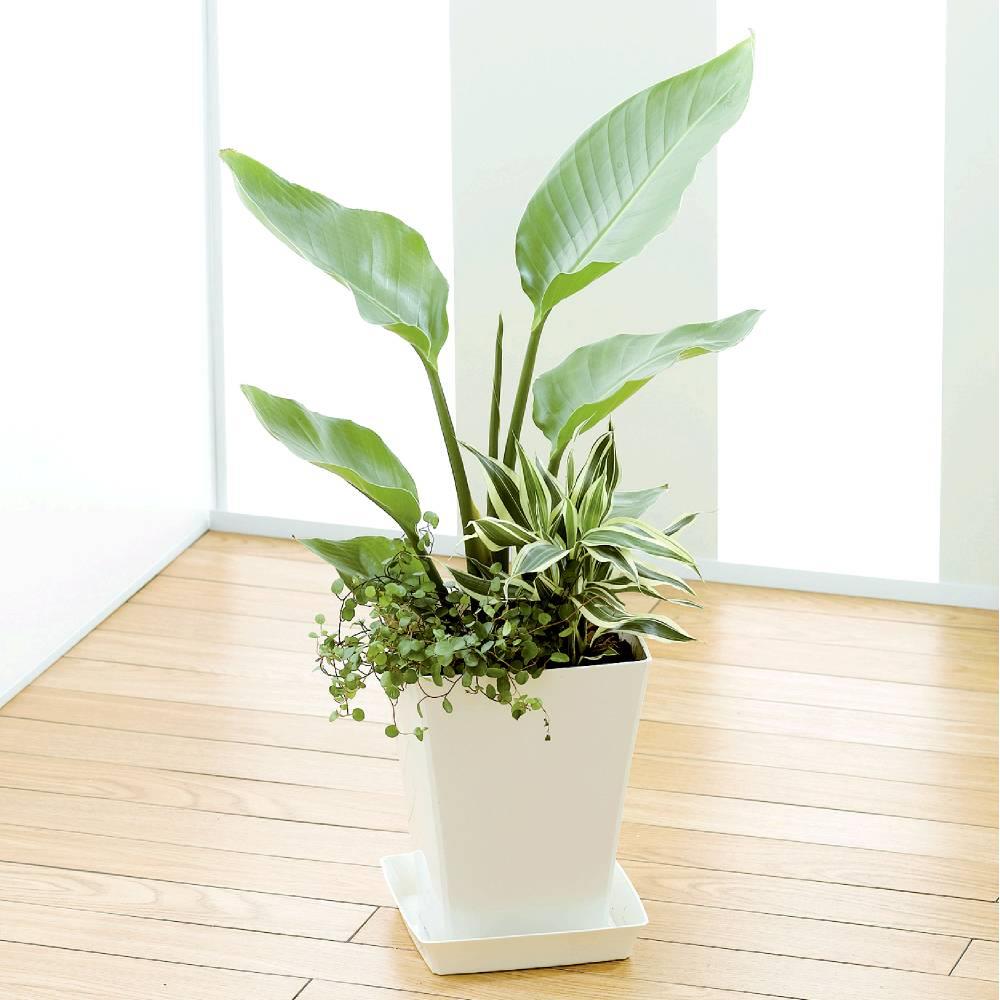 観葉植物寄せ植え ストレチア