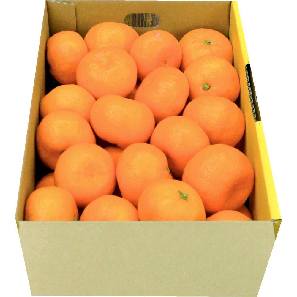 有田みかん 約3kg