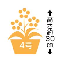 ミディ胡蝶蘭「白」2本立