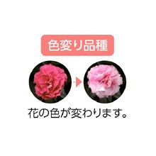 【母】カーネーション「さくらもなか」