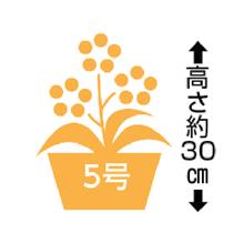 【母】カーネーション「さくらもなか」