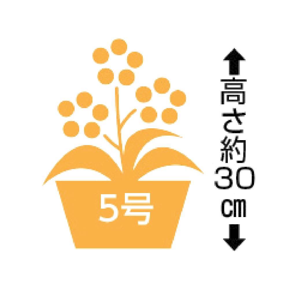 【母】カーネーション「さくらもなか」