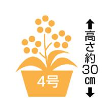 【母】カラー「チェリーソルベ」