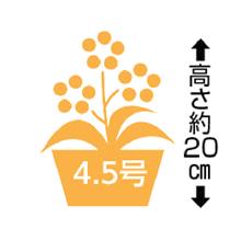 りんどう「白寿」