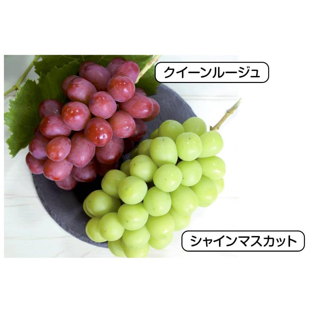 長野県産 ぶどう2種詰合せ